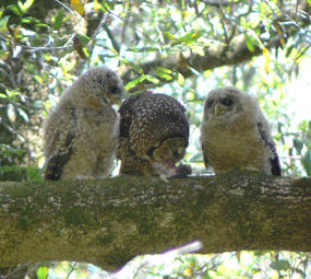 Adult Spotted Owl feeding young.