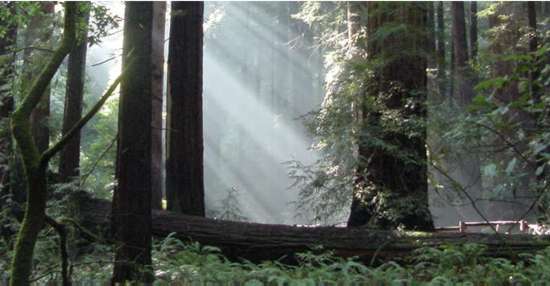 Sun slanting down through the redwoods