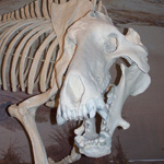 The large head of the fearsome Dinohyus.