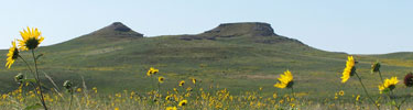 sunflowers and the Fossil Hills