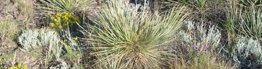 Prarie plants