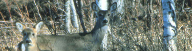 White-tailed Deer