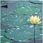 American Lotus and Lily Pads in Little Post Bayou