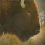 close up of bison in profile close up of bison in profile