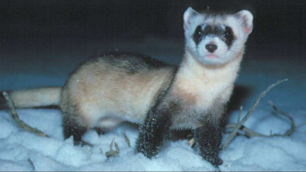 black-footed ferret black-footed ferret