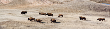 Bison graze the prairie