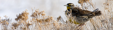 Western Meadowlark Photo by Gabby Salazar