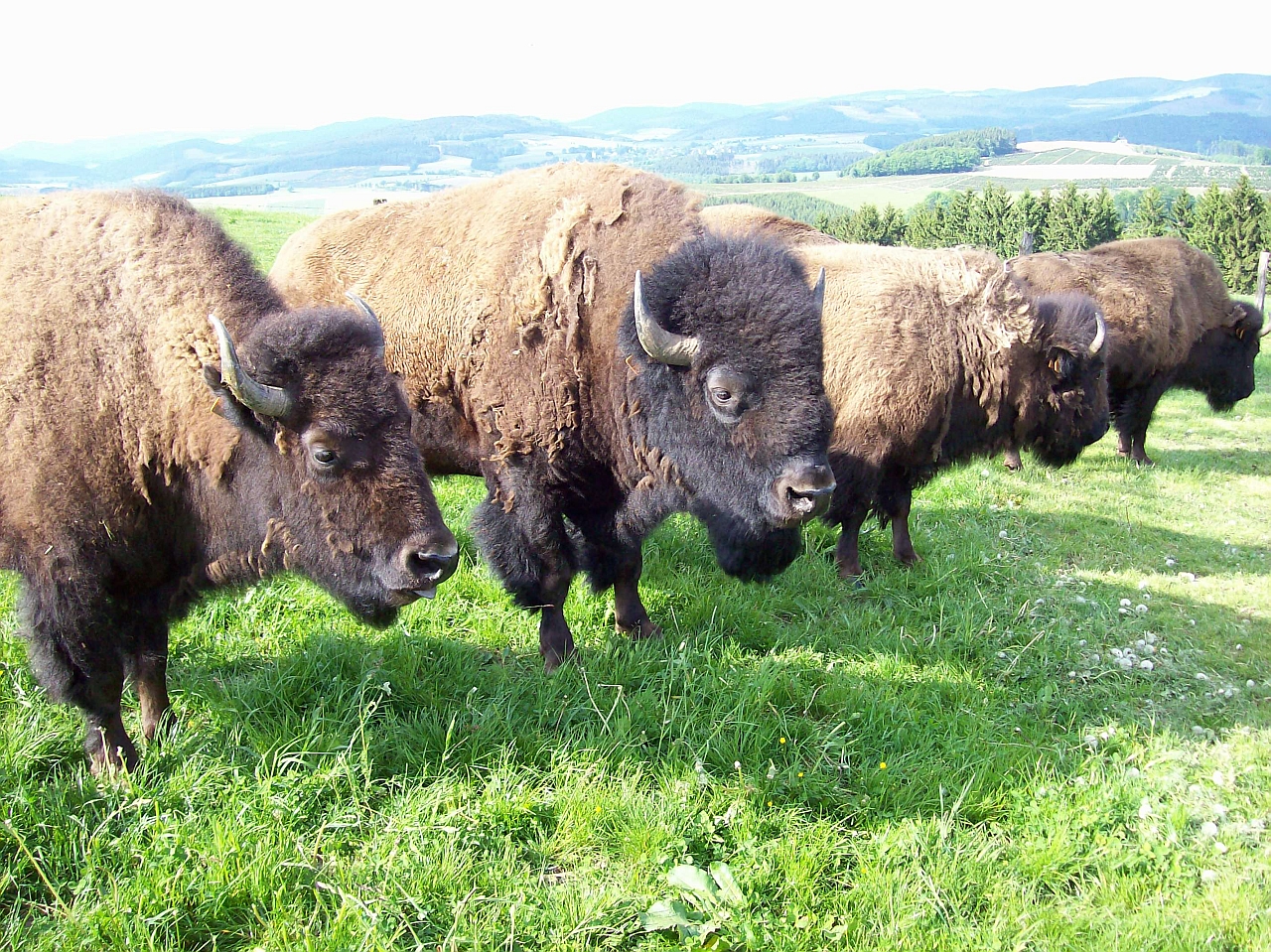 Bison Bison