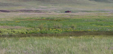 Yellow iris along Niobrara River