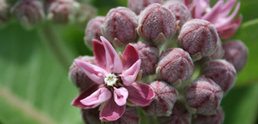 Common milkweed in bloom