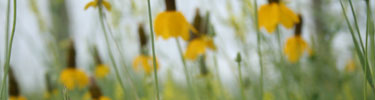 Field of yellow prairie coneflowers