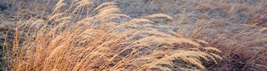 Prairie Photo by Gabby Salazr