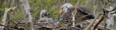 Bald Eagle and chick in Pinery Narrows area of CVNP. Copyrighted photo by Lisa Romaniuk.