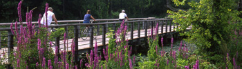 Purple Loosestrife is abundant in the Beaver Marsh area of Cuyahoga Valley National Park. Photo by Tom Jones.