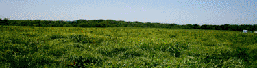 Prairie