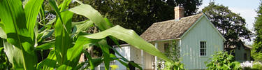 Herbert Hoover Birthplace Cottage with corn growing in the garden.