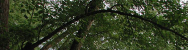 Trees along the Scioto River.
