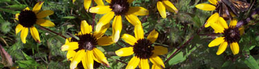 Flowers at the Hopewell Mound Group.
