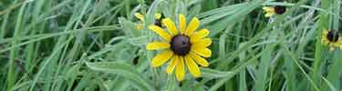 Black-Eyed Susan