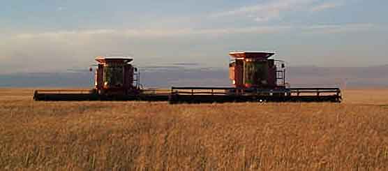 Wheat Harvest
