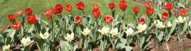 closeup of tulip bed, horizontal rows of light yellow and bright red tulips
