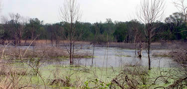 view of an area covered with water with dead trees in the water