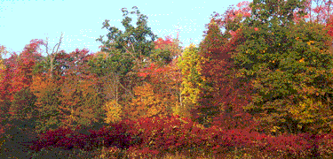 A fall scene with trees and shrubs with hues of red, orange and green