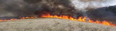 fire burning through beach grass