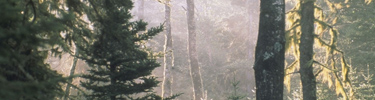 Sun rays shine through the mist in the deep woods of Isle Royale.