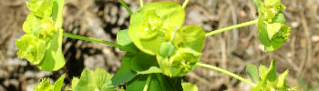 Leafy spurge