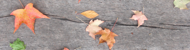 Fall leaves on wooden boardwalk