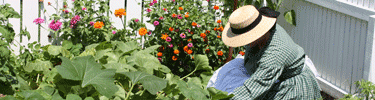 Volunteer working in garden