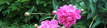 Peonie flowers add color to the Lincoln Home