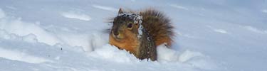 Squirrel in the snow around Lincoln Home