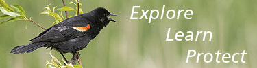 A red-winged blackbird sings from a perch.