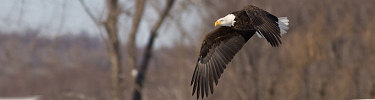 A bald eagle flies past leafless trees.