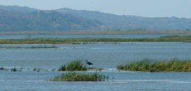 Great Blue Heron hunting for dinner in the river