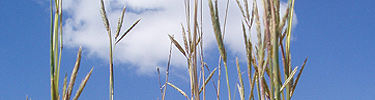 Big Bluestem against a prairie sky