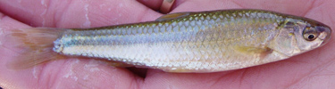 Biology technician prepares to release a brassy minnow after study