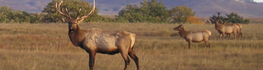 Bull elk at wildlife refuge along the river