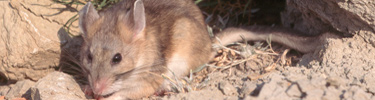 Bushy-tailed woodrat