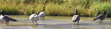Canada geese along the scenic river