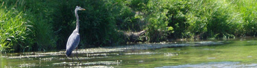 Great Blue Heron