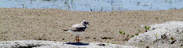 Piping Plover, a threatened species