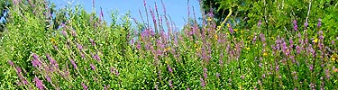 Purple Loosestrife, an invasive exotic species