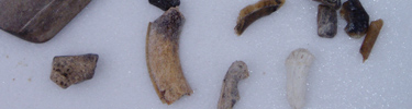 Fossils - mammal teeth and bone fragments