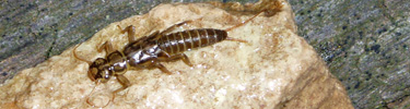 Stonefly nymph