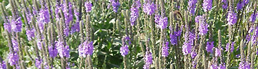 Wooly verbena