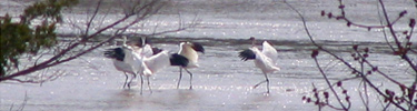 Whooping cranes in the Niobrara Valley - Photo by W. Gudgel