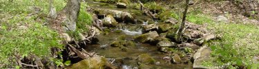 small stream on the Allegheny National Forest